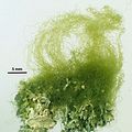 Filamenti epifiti su Lithophyllum byssoides